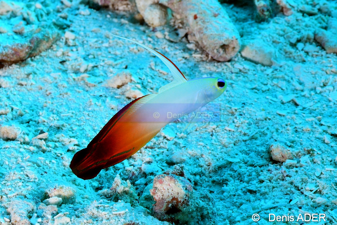 Nemateleotris magnifica Wakatobi Wangi Island-29m-20180601-Denis-ADER-DSC_2862_tn.jpg
